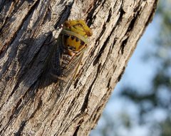 Macrotristria intersecta