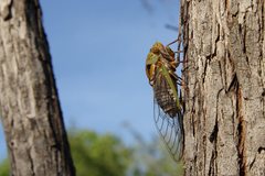 Macrotristria intersecta