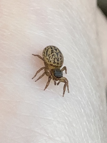 White-Palped Jumping Spider, Drenthe, NL, photo 3 of 10
