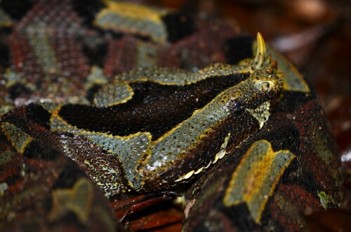 Rhinoceros Viper