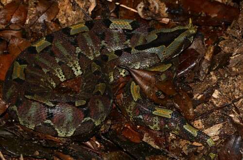 Rhinoceros Viper
