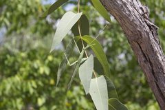 Tropidoderus gracilifemur