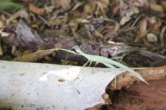 Tropidoderus gracilifemur