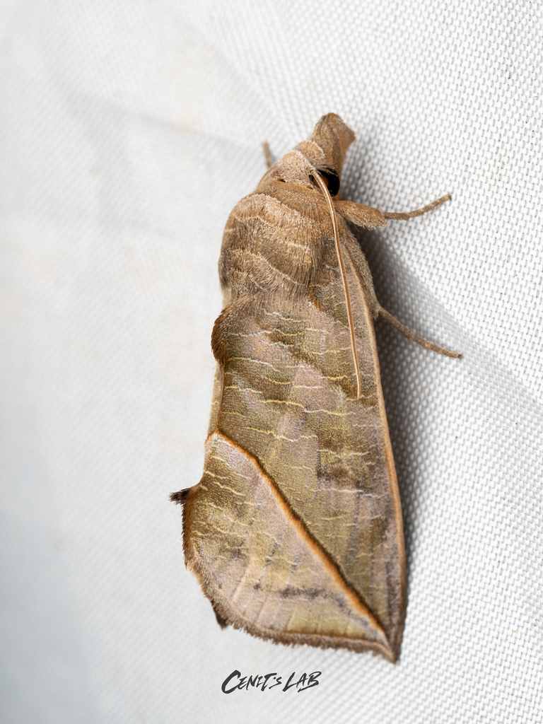 Calyptra hokkaida