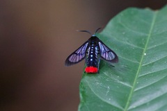 Phoenicoprocta vacillans