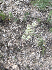 Hymenopappus artemisiifolius