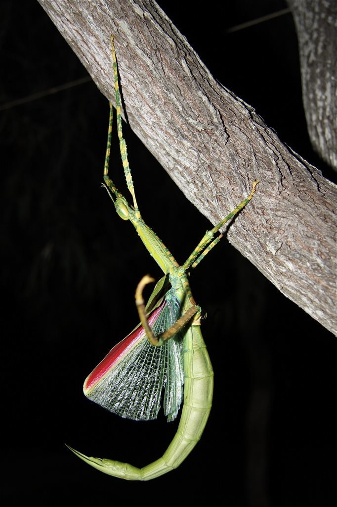 Darwin Stick Insect