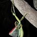 Eurycnema osiris - Photo (c) rogstanden, algunos derechos reservados (CC BY-NC-SA), subido por rogstanden