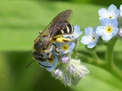 Lasioglossum sexnotatum