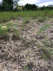 Hymenopappus artemisiifolius