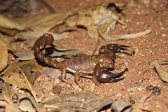 Urodacus similis