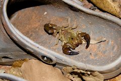 Urodacus similis