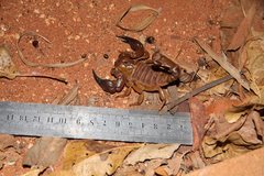 Urodacus similis
