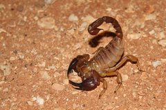 Urodacus similis