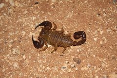 Urodacus similis