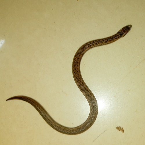 Perrotet's Mountain Snake