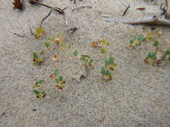 Euphorbia vizcainensis