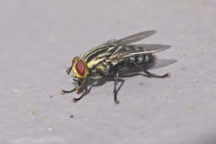 Sarcophaga aurifrons