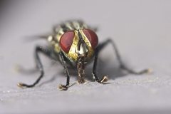 Sarcophaga aurifrons