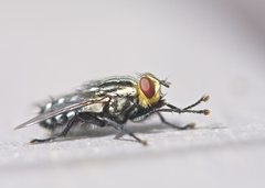 Sarcophaga aurifrons