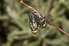 Sarcophaga aurifrons