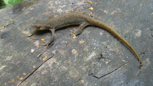 Carpathian Newt, photo 3 of 10