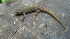 Carpathian Newt photo 3