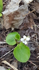 Viola renifolia
