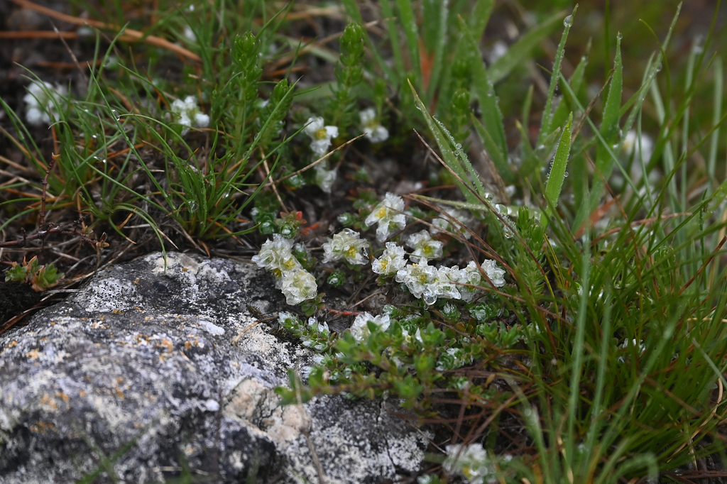 Paronychia rechingeri