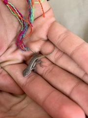 Sceloporus variabilis