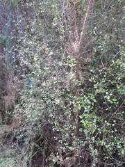 Coprosma tenuicaulis