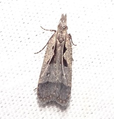 Dichomeris setosella