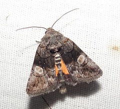 Copanarta aurea