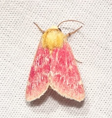 Schinia volupia