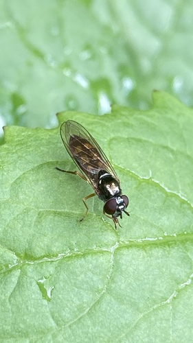 Variable Duskyface Fly, Watergraafsmeer, Amsterdam, Netherlands, photo 10 of 10