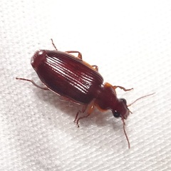 Plochionus timidus