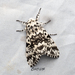 Pine Arches Moth - Photo (c) Hee Han, some rights reserved (CC BY-NC), uploaded by Hee Han