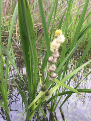 Sparganium eurycarpum