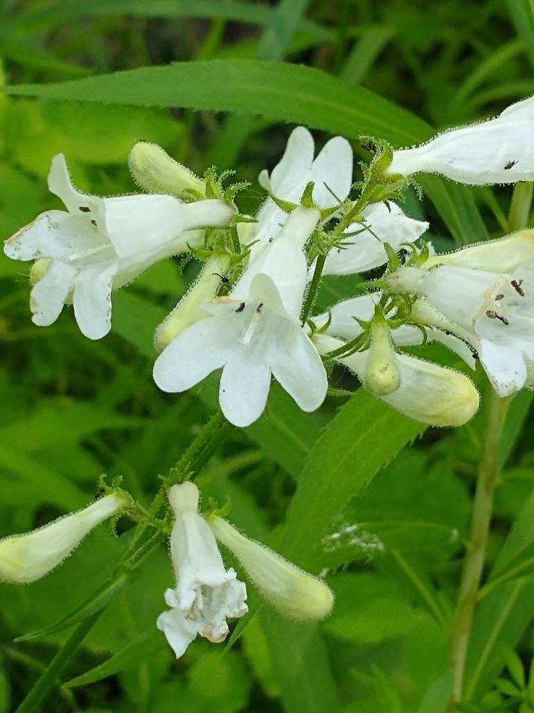 Penstemon digitalis, Franklin County, US-VT, US