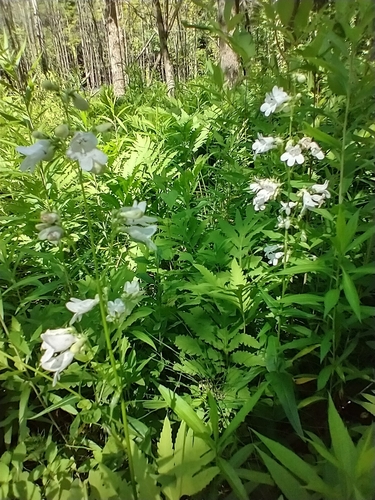 Penstemon digitalis
