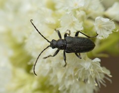 Brachysomida californica