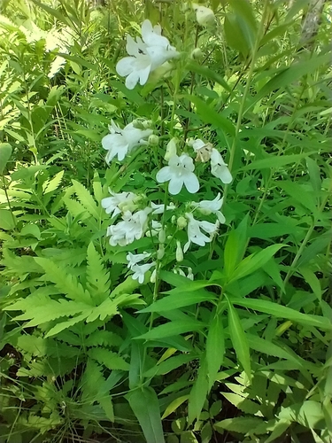 Penstemon digitalis