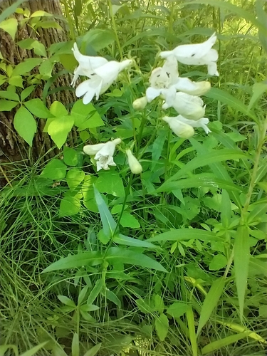 Penstemon digitalis