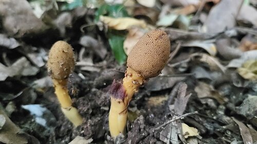 Balanophora abbreviata (Balanophora abbreviata)