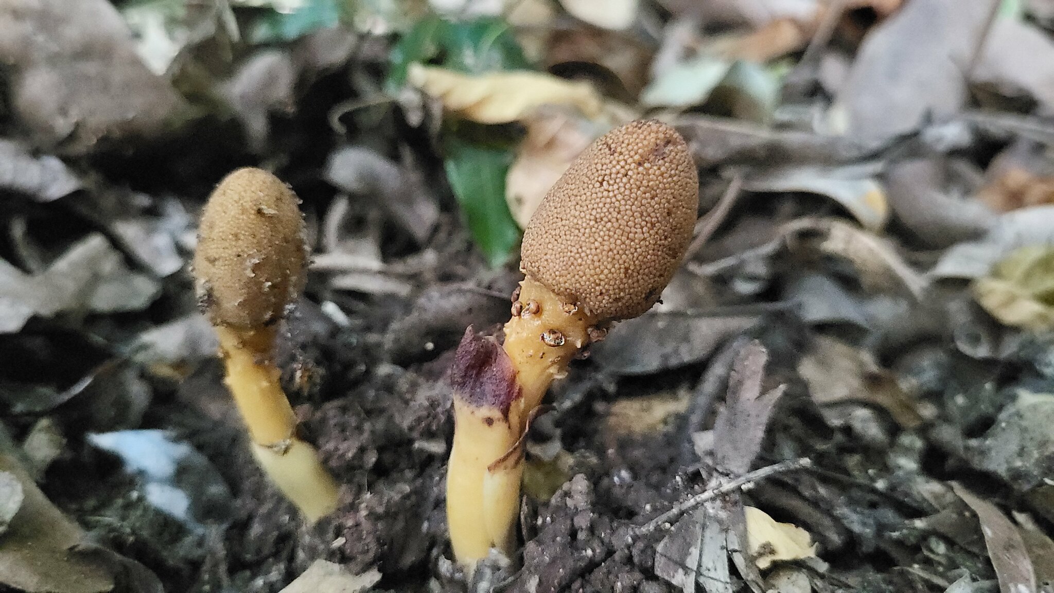 Balanophora Abbreviata (Balanophora abbreviata)