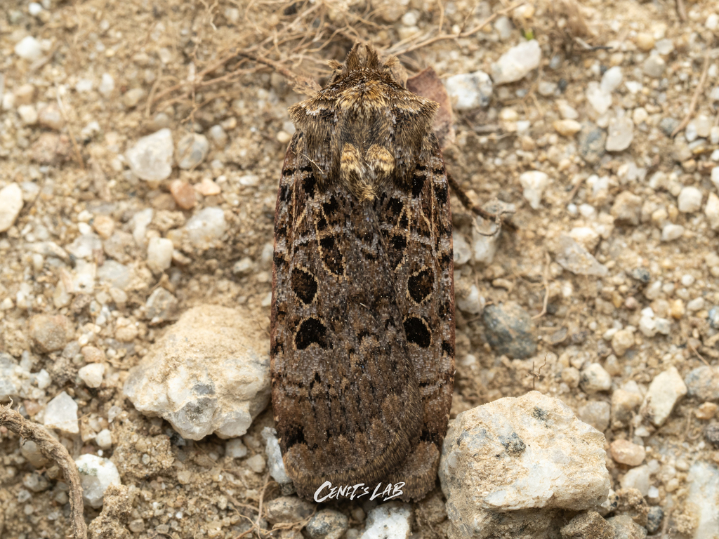 Hermonassa cecilia