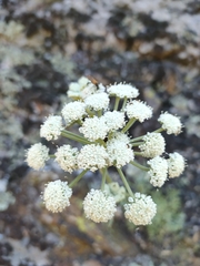 (c) Jamie Wood, some rights reserved (CC BY) Seseli rigidum, photograph (c) Jamie Wood, some rights reserved (CC BY)