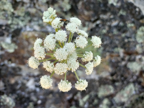 Seseli rigidum, photograph 5