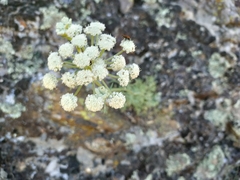 Seseli rigidum, photograph (c) Jamie Wood, some rights reserved (CC BY)