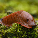 Arion Slugs - Photo (c) Gregoire Dubois, some rights reserved (CC BY-NC), uploaded by Gregoire Dubois